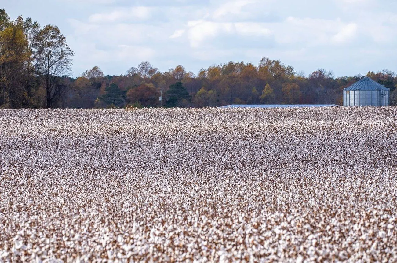 Cotton field ready for harvest